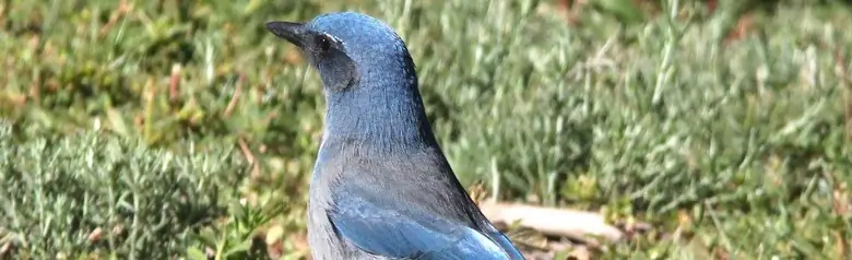 Woodhouse's scrub jay