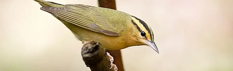 Worm-eating warbler