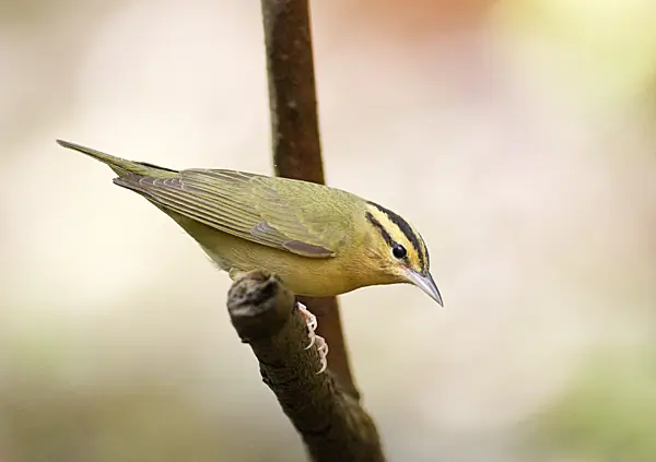 Worm-eating warbler