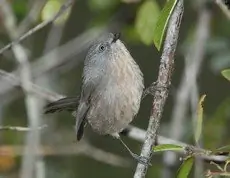 Wrentit