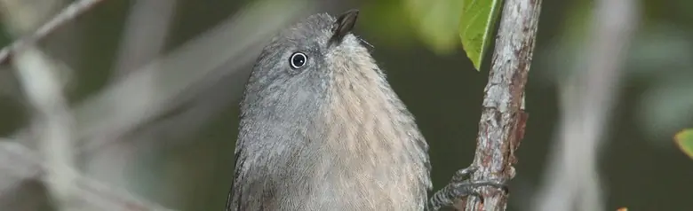 Wrentit