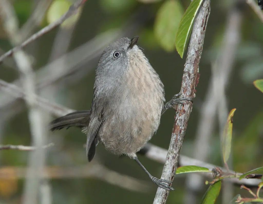Wrentit