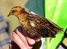 Yellow rail