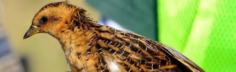 Yellow rail