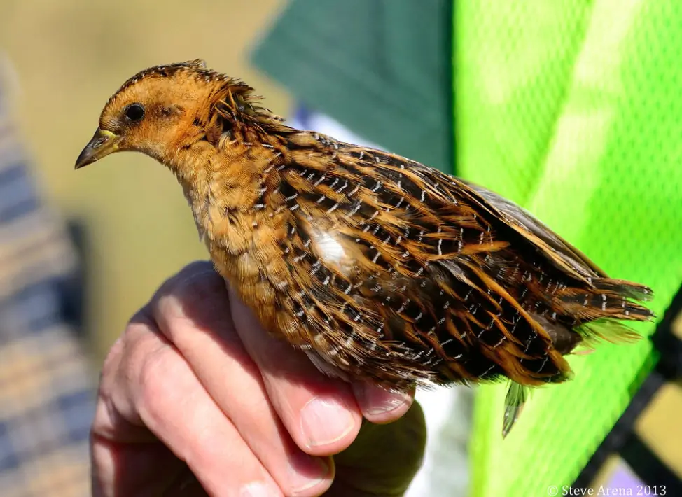 Yellow rail