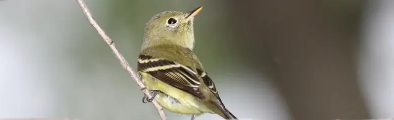 Yellow-bellied flycatcher