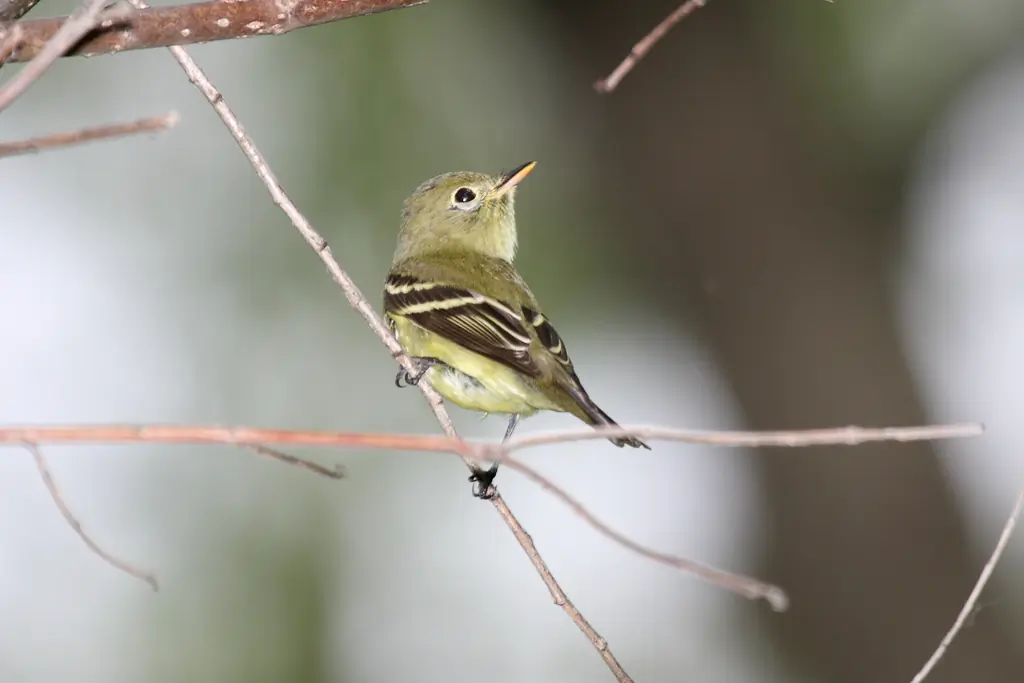 Yellow-bellied flycatcher