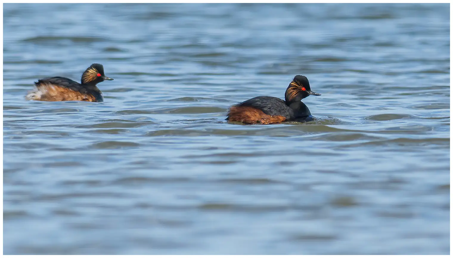 Black-necked Grebe