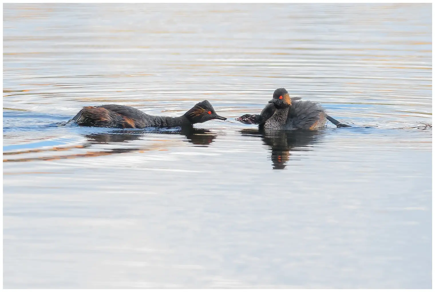 Black-necked Grebe