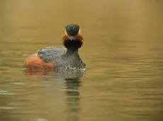 Black-necked Grebe