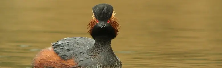 Black-necked Grebe. Black on the back, neck and head. It has distinctive yellow ear feathers and red eyes.