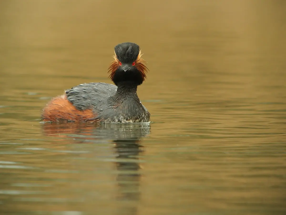 Black-necked Grebe. Black on the back, neck and head. It has distinctive yellow ear feathers and red eyes.