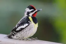Yellow-bellied sapsucker