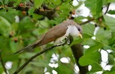 Yellow-billed cuckoo