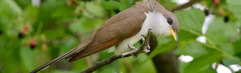 Yellow-billed cuckoo