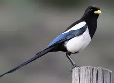 Yellow-billed magpie