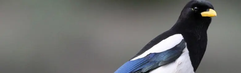 Yellow-billed magpie