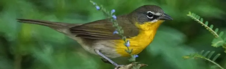 Yellow-breasted chat
