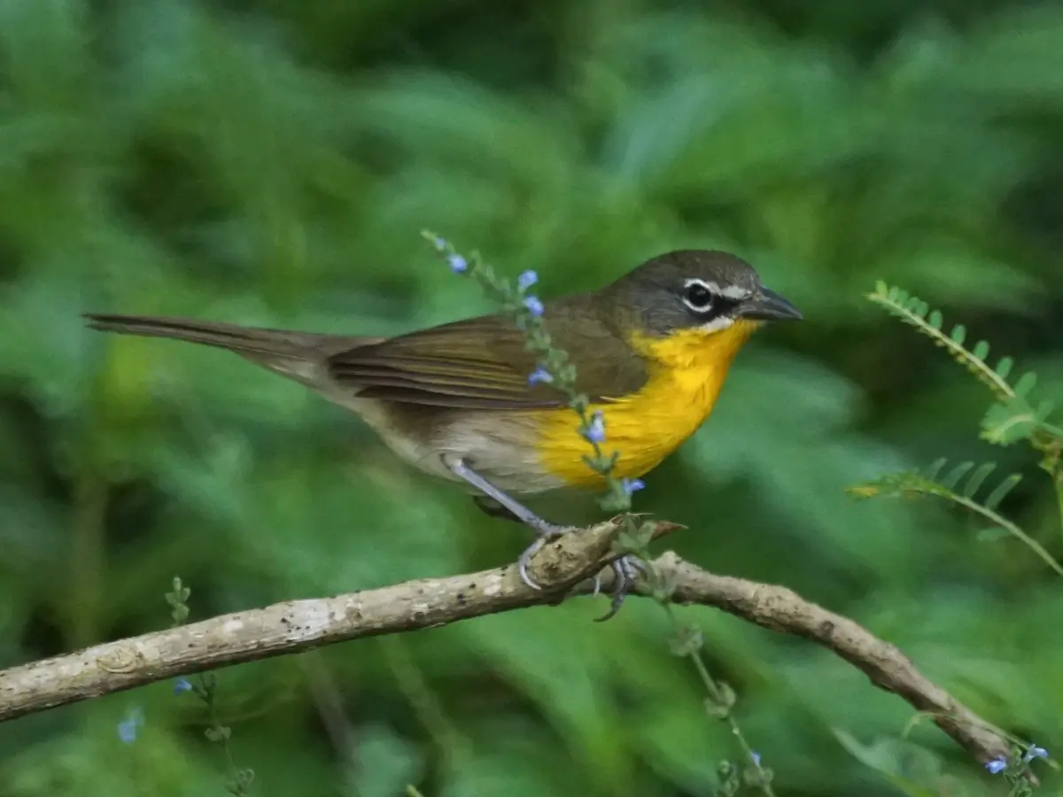 Yellow-breasted chat