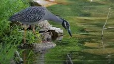 Yellow-crowned night heron