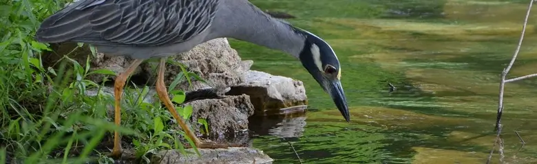 Yellow-crowned night heron