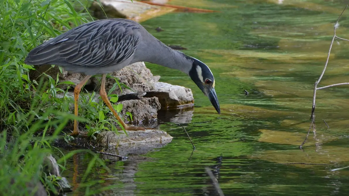 Yellow-crowned night heron