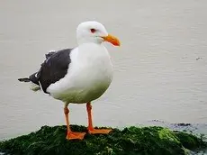 Yellow-footed gull