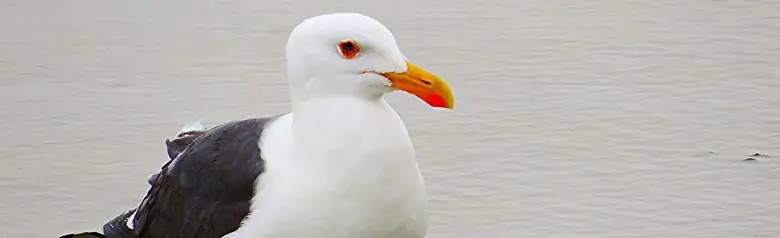 Yellow-footed gull