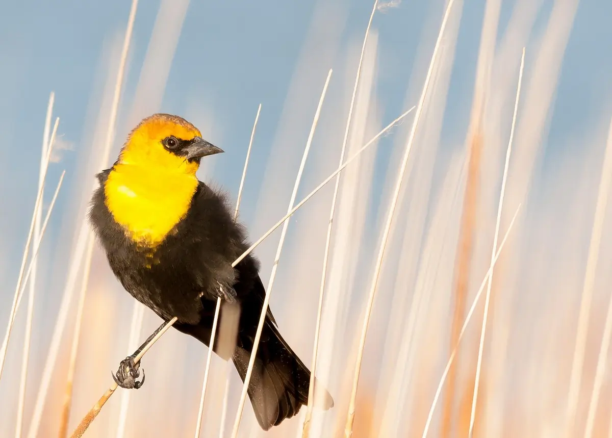 Yellow-headed blackbird