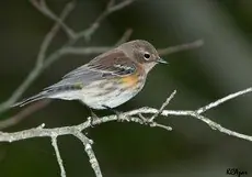 Yellow-rumped warbler