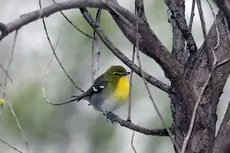 Yellow-throated vireo