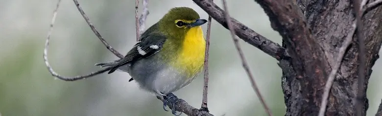 Yellow-throated vireo