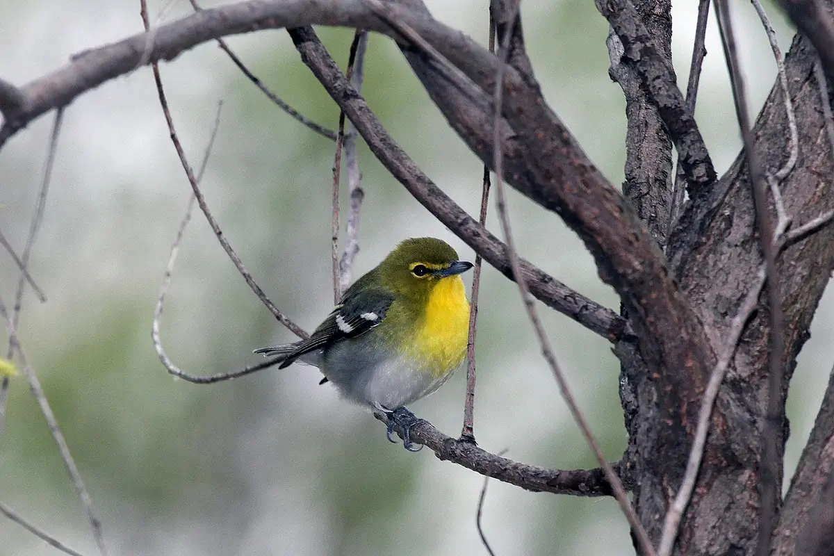 Yellow-throated vireo