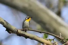 Yellow-throated warbler