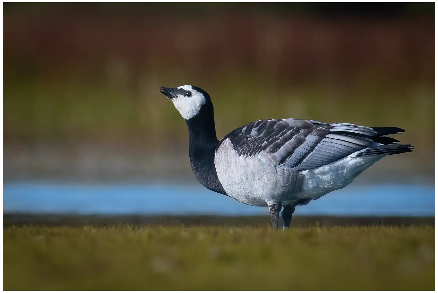 Barnacle goose