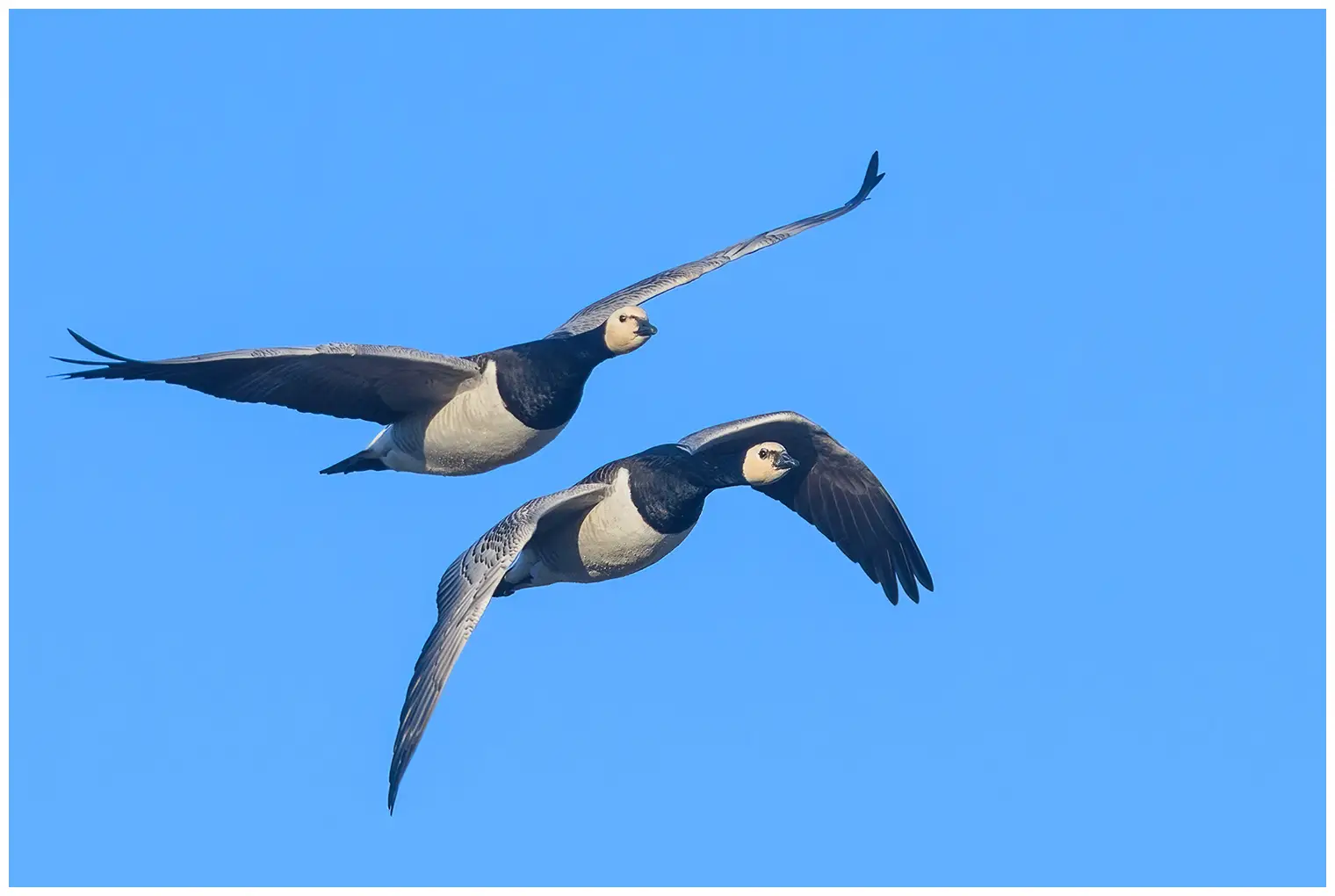 Barnacle goose