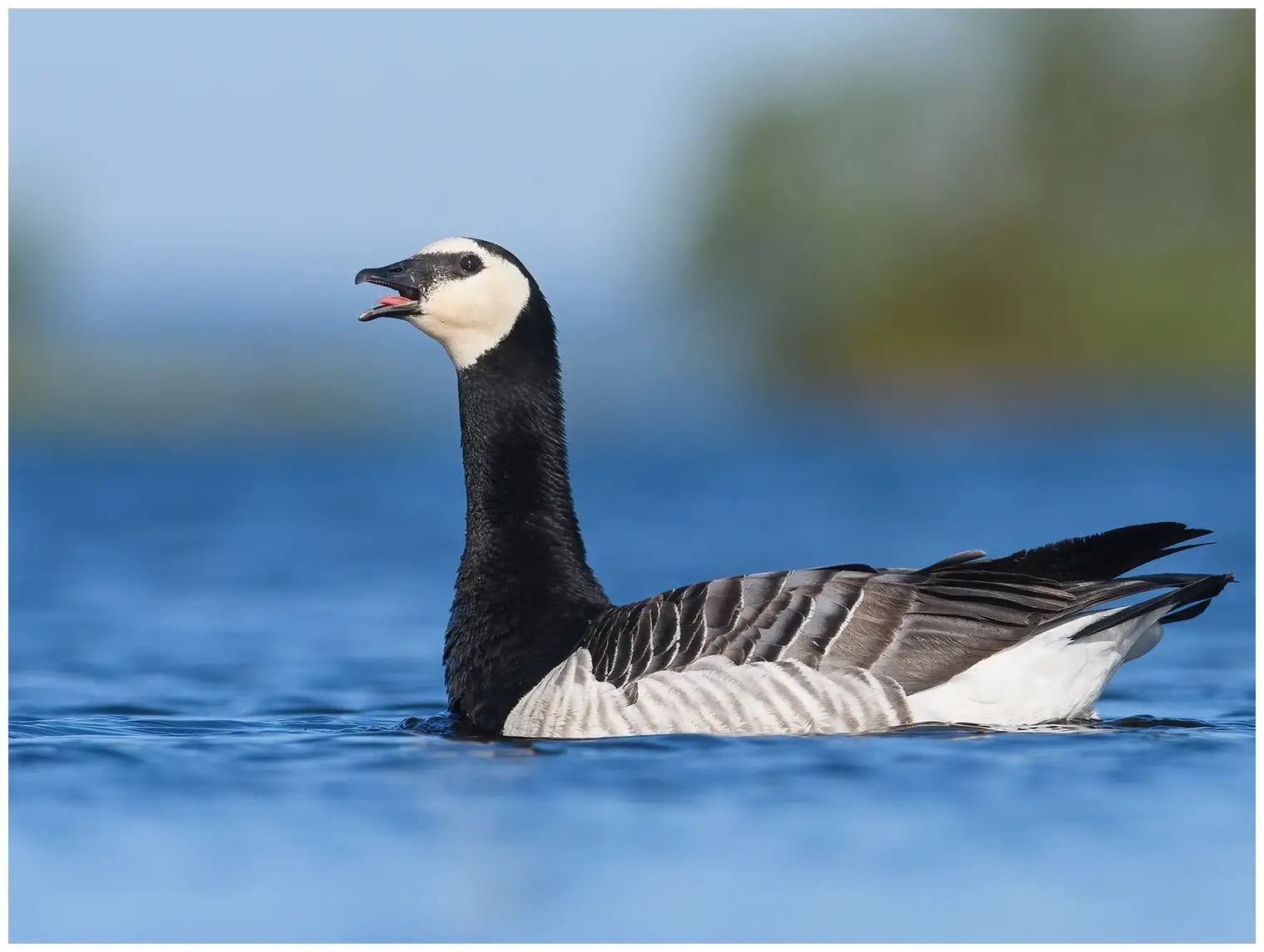 Barnacle goose