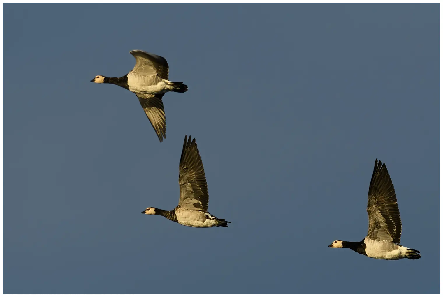 Barnacle goose