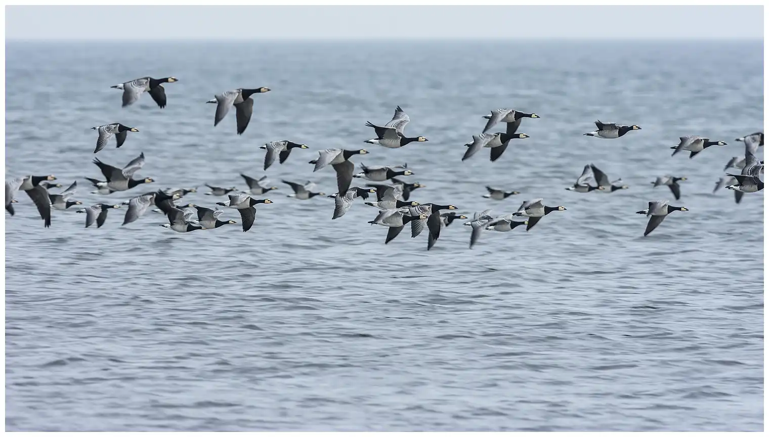 Barnacle goose