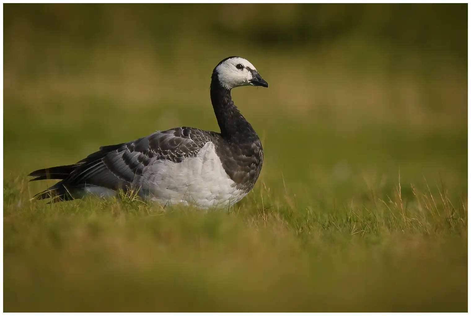 Barnacle goose