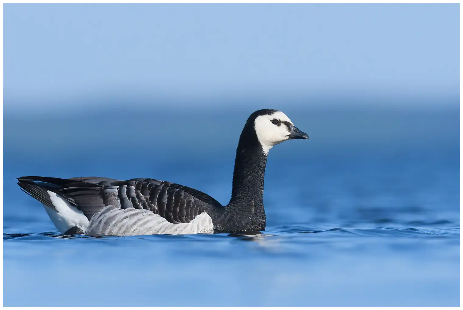 Barnacle goose