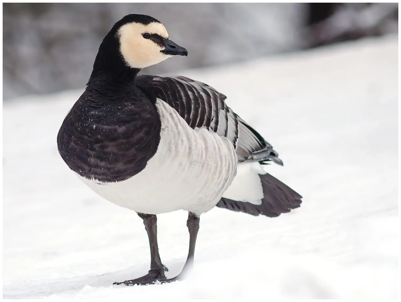 Barnacle goose