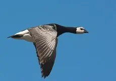Barnacle goose
