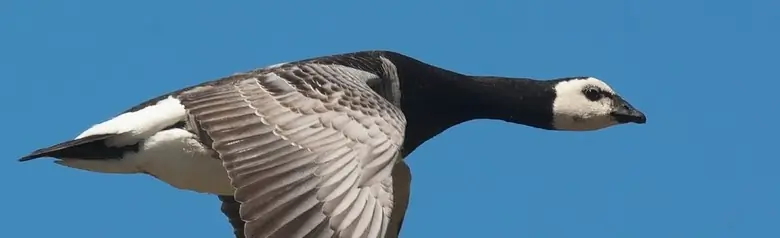 A flying Barnacle Goose with distinct black and white colors. Wings pointing downwards.