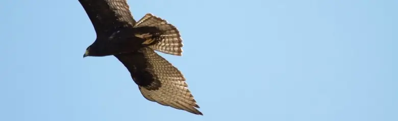 Zone-tailed hawk