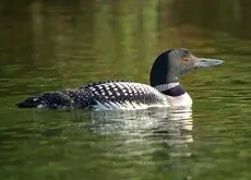 Common loon