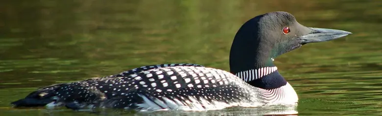 Common loon. Powerful, dagger-shaped beak held horizontally. Large head and strong neck with white spots on the sides.
