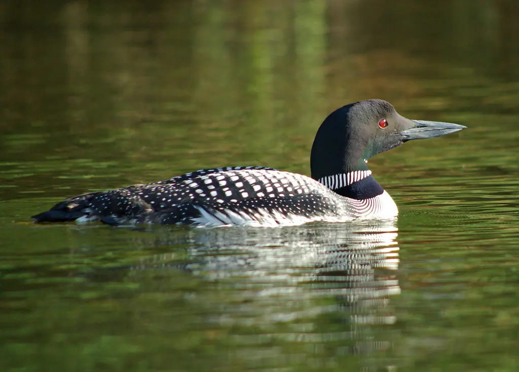 Common loon. Powerful, dagger-shaped beak held horizontally. Large head and strong neck with white spots on the sides.