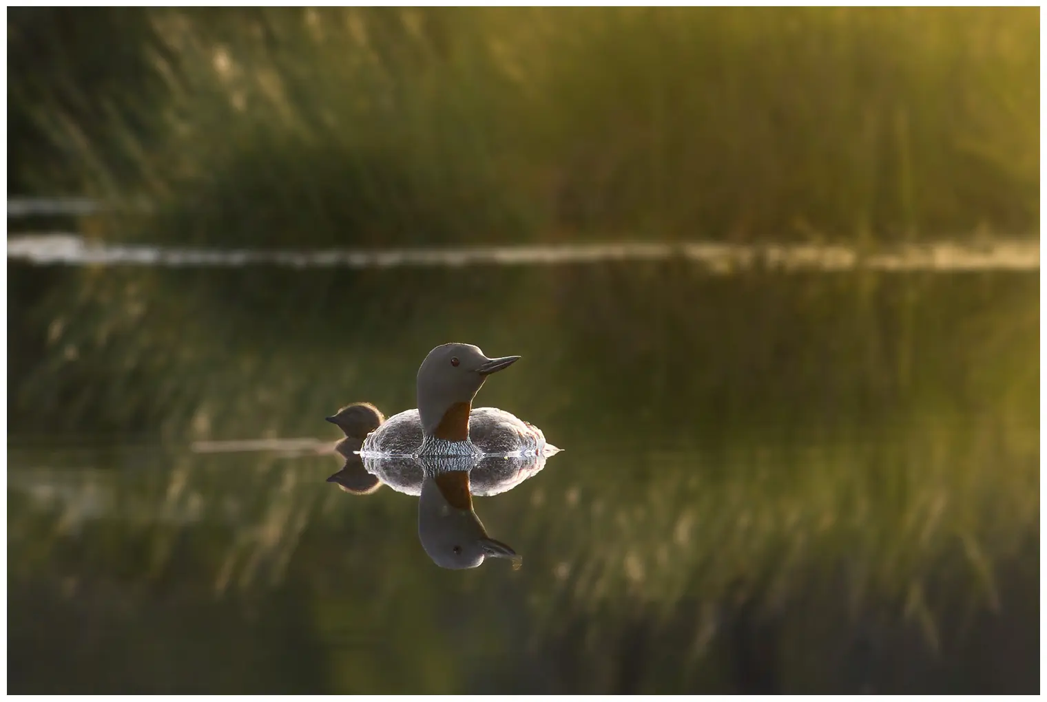 Red-throated loon