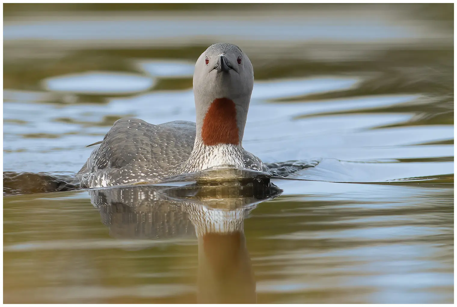 Red-throated loon